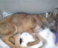 Πιερία: Πυροβόλησαν επανειλημμένα και χτύπησαν στο κεφάλι τον νεαρό λύκο